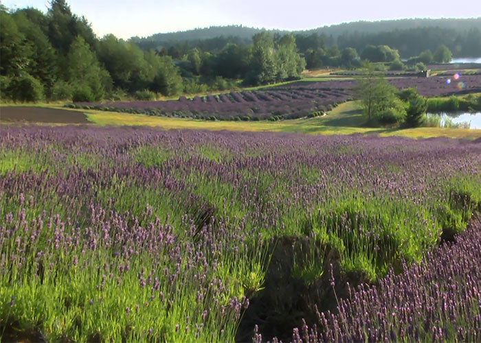 Pelindaba Lavender Farm